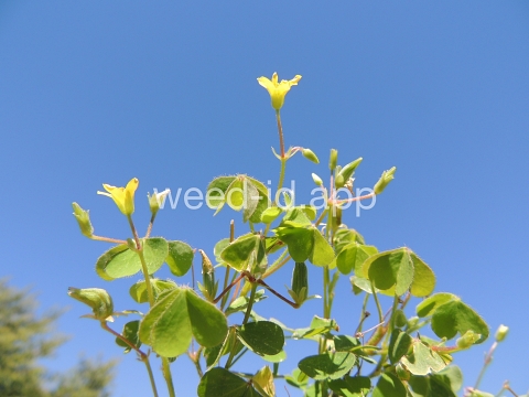 woodsorrel, creeping